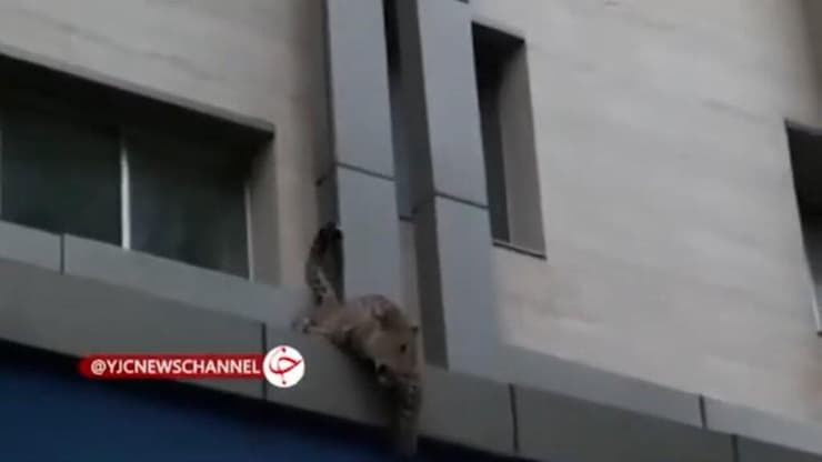 נמר תועד ברחוב באיראן ונורה למוות