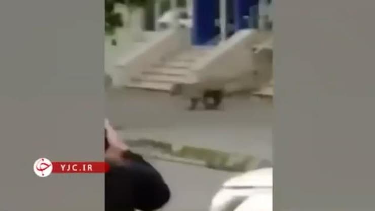 נמר תועד ברחוב באיראן ונורה למוות