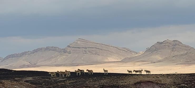 סיפורו של הפרא - עדר פראים בהר הנגב