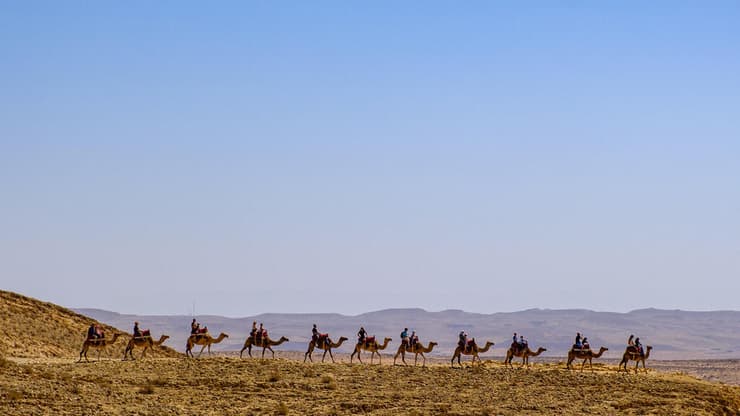 גמלים באזור הגן הלאומי ממשית