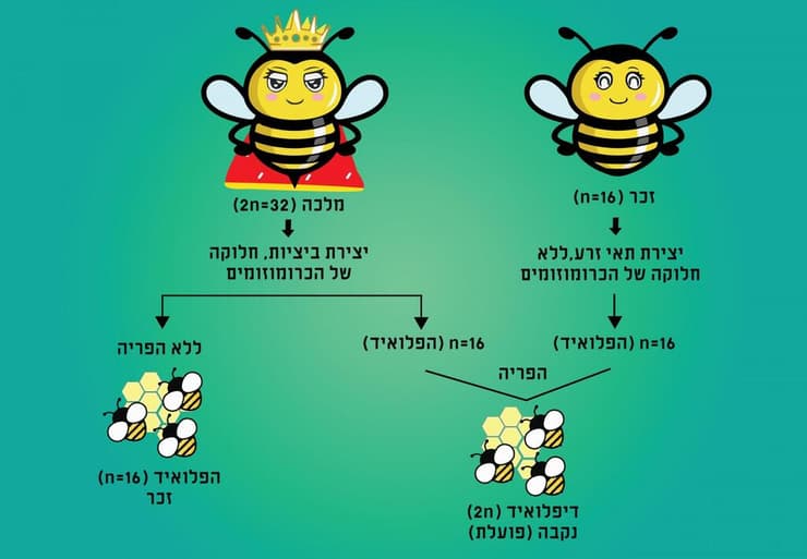 לדבורים ולנמלים יש גנטיקה מיוחדת: הזכרים מתפתחים מביצים לא מופרות, ויש להם רק חצי מהכרומוזומים של הנקבות. אילוסטרציה של הורשת גנים בדבורים. תרגום: מכון דוידסון לחינוך מדעי