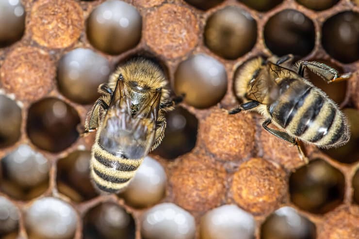 לדאוג לארוחות, לטפל בתינוקות… דבורי דבש פועלות בכוורת
