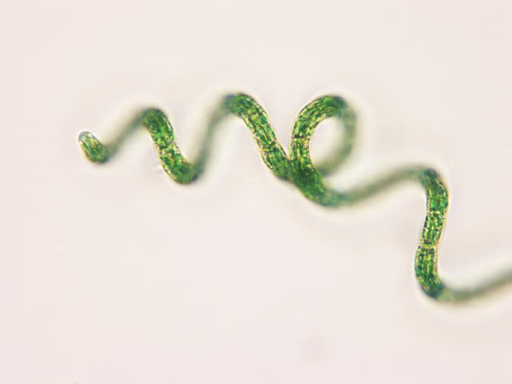 תמונת מיקרוסקופ של ספירולינה: האצה החד-תאית שהפכה לתוסף מזון פופולרי