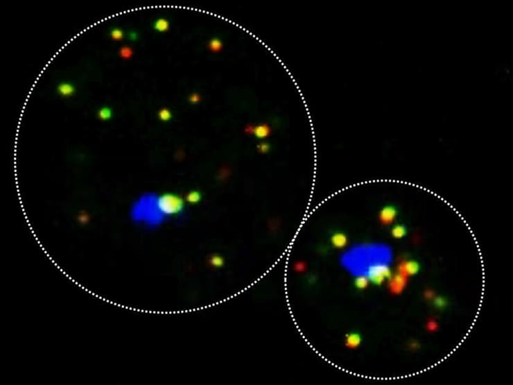 טרנספרונים בפעולה: שני תאי שמר המבטאים כל אחד שתי מולקולות אר-אן-אי שליח שונות (מסומנות באדום ובירוק), שמקורן בכרומוזומים שונים. מולקולות אלה חוברות זו לזו (בצהוב) והן יתורגמו לשני חלבונים המשתתפים באותו תהליך ביולוגי