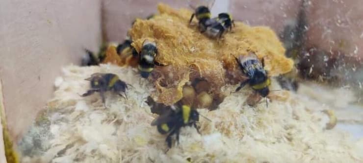 דבורי בומבוס גורסות בריסטול