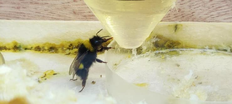 דבורי הבומבוס שותות ישר מהמבחנה