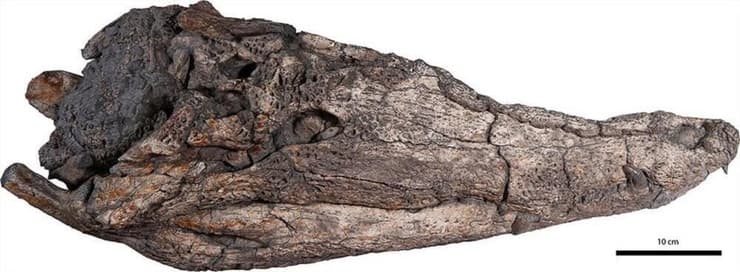 גולגולת של זן התנין החדש Maomingosuchus acutirostris שתוארכה ל-35-39 מיליון שנה ונמצאה בווייטנאם