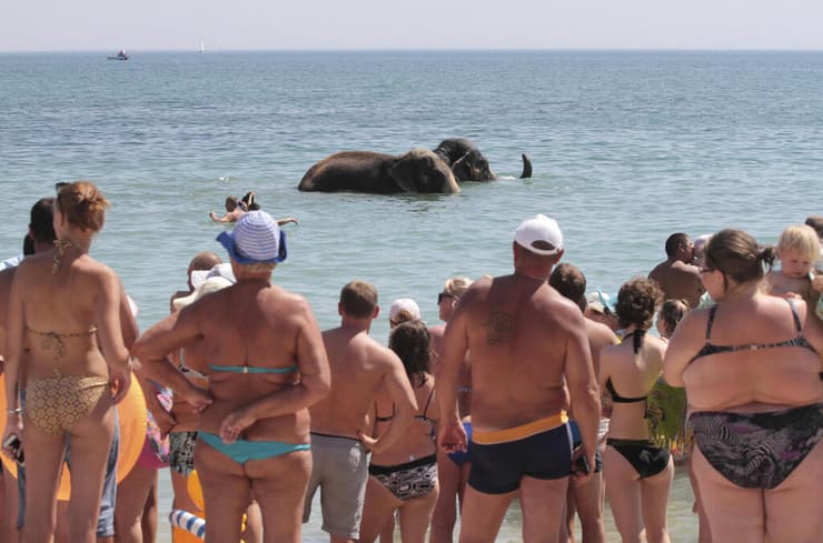 חוף הים השחור חצי האי קרים 2018 רוסיה צופים ב פילים מקרקס 