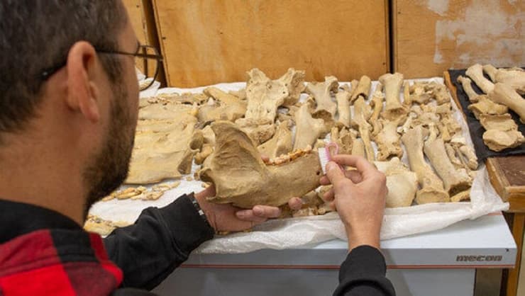 עצמות הדוב האטרוסקי שנמצאו במערת טאורידה
