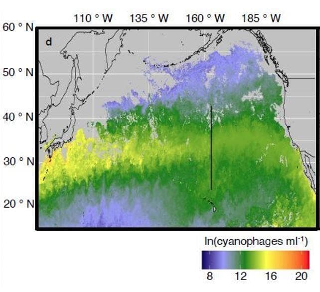 תרשים מדעי - שכיחות הציאנופאג'ים בצפון האוקיינוס השקט כפי שמופתה על ידי חוקרי הטכניון. הקו השחור מציג את מסלול השיט בשנים 2017-2016. השכיחות הגבוהה ביותר מיוצגת בצהוב (ההוט-ספוט) ואחריה בסדר יורד ירוק, סגול וכחול