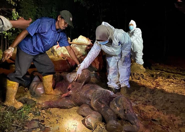 חילוץ הפיל הצעיר (שלא שרד) מבטנה של הפילה הסומטרית שאותרה מתה בסמוך למטע הדקלים במחוז רייאן שבסומטרה