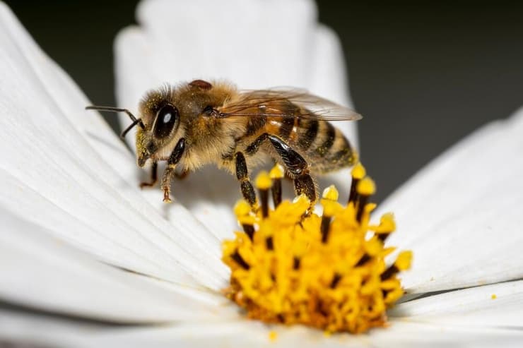 אחד הטפילים המזיקים ביותר ברמת הפרט, הכוורת והאוכלוסיה. דבורת דבש עם אקריות ורואה 