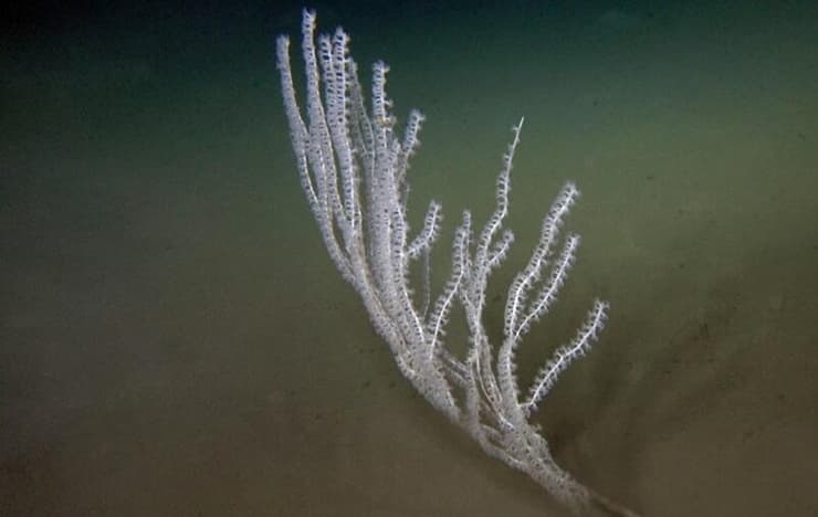 אלמוג הבמבוק Isidella elongata המוגדר בסכנת הכחדה קריטית, בהפרעת פלמחים