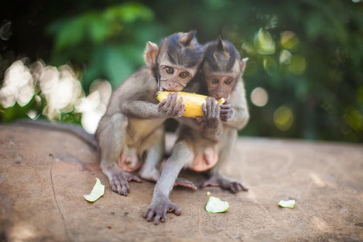 קופים אוכלים בננה