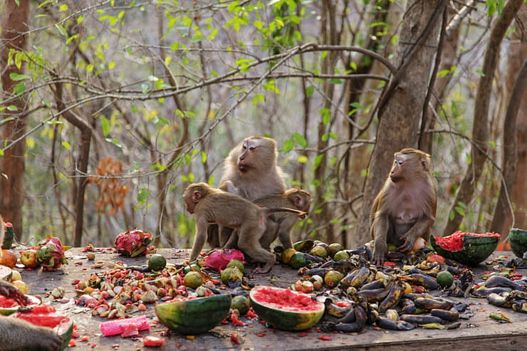 קופים אוכלים אבטיחים