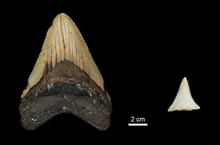 השוואת גודל שיניים בין שן מגלודון לבין שן כריש עמלץ לבן