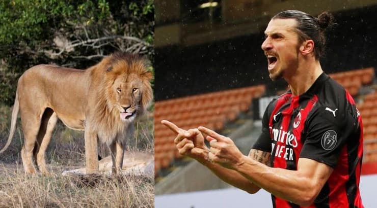 זלאטן איברהימוביץ'. צד אריה