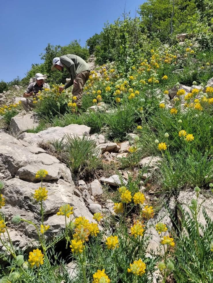 קדד אהרנברג