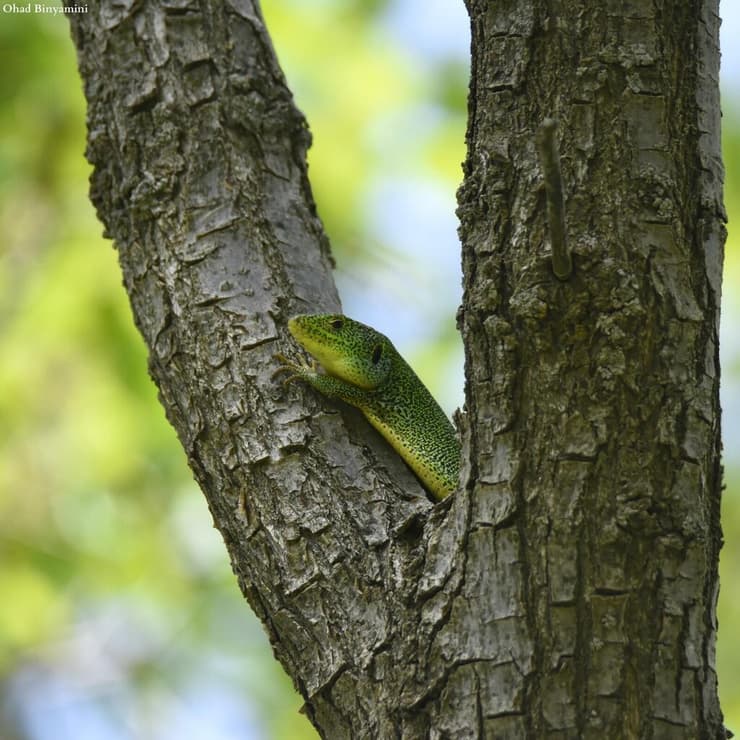 לטאה בחרמון