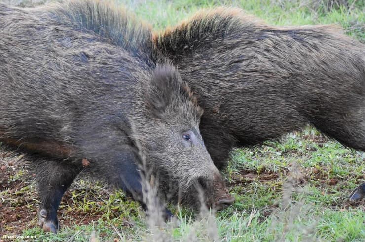 חזירים בהתגוששות