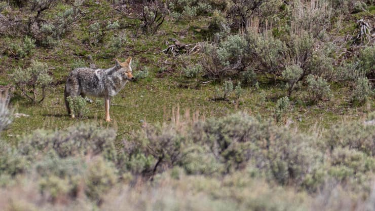 זאב בודד אורב לטרף בעמק לאמאר