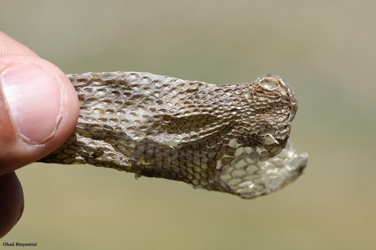 נשל של צפע החרמון