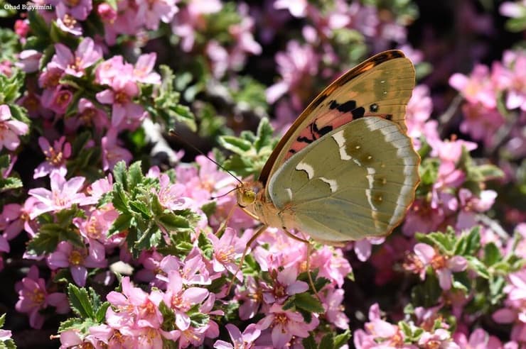 נמפית פנדורה
