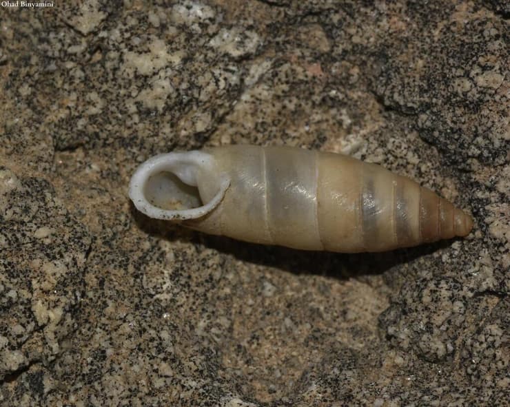 סלעונית החרמון