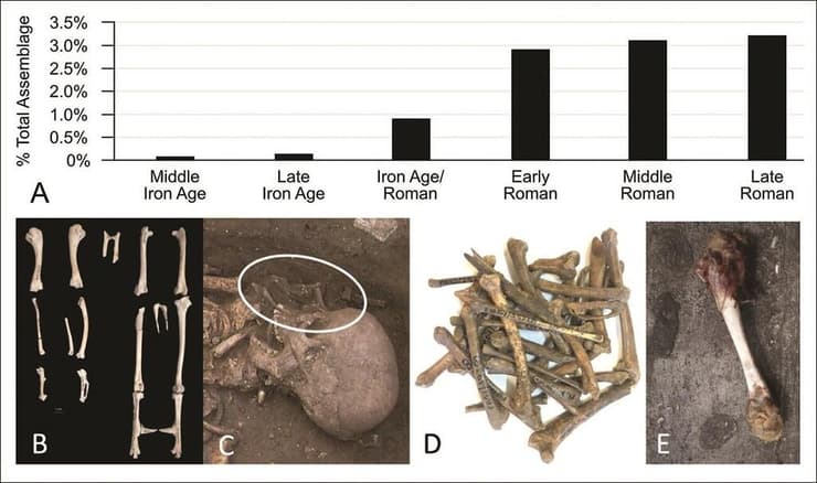 עצמות התרנגולות שנמצאו על ידי החוקרים, בין אם לבדן ובין אם יחד עם בני האדם שנקברו וגרף שמצביע על תפוצת התרנגולות