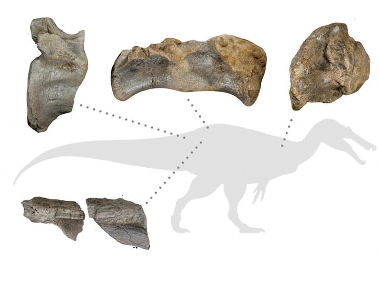 שרידי הדינוזאור שנמצאו
