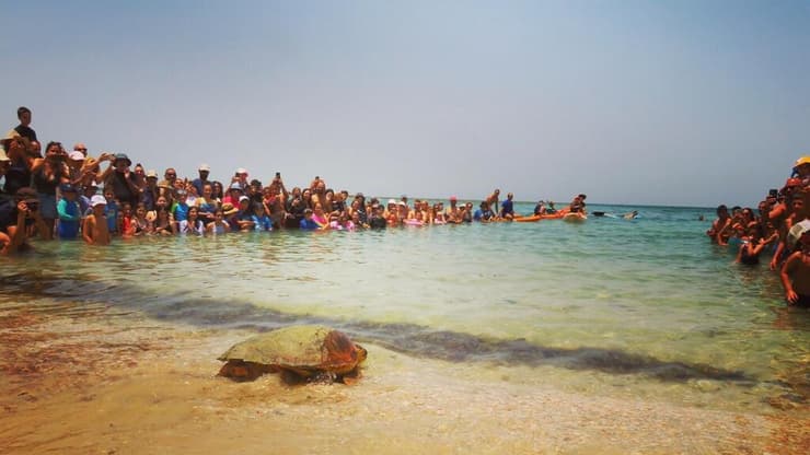 השבת צבי ים בחוף הגן הלאומי תל דור