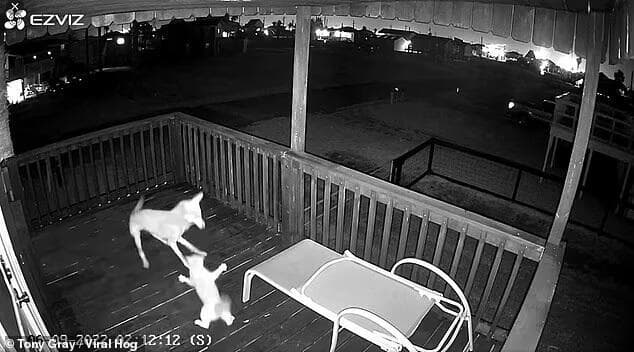 חתול בקרב מול זאב ערבות במרפסת בית בעיר סרפסייד ביץ' בטקסס