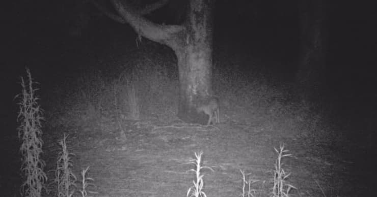 חתול ביצות בלילה ליד עץ