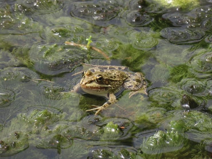 צפרדע נחלים בגן הבוטני