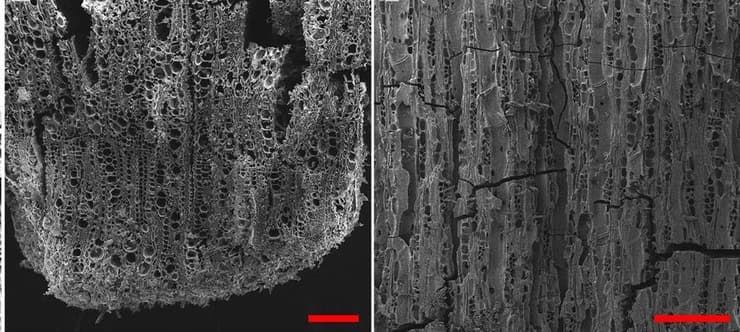  שרידי עץ זית מיקרוסקופיים בני 7,000 שנים שנתגלו בתל צף