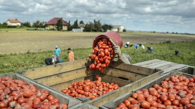 איסוף עגבניות בשדה