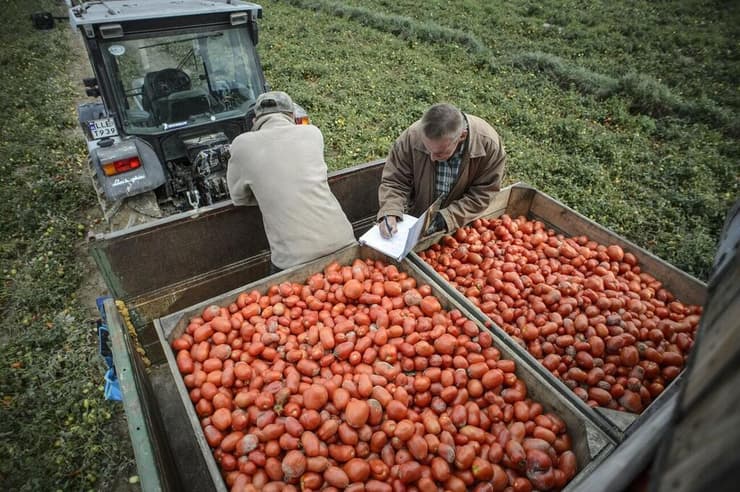 איסוף עגבניות בשדה
