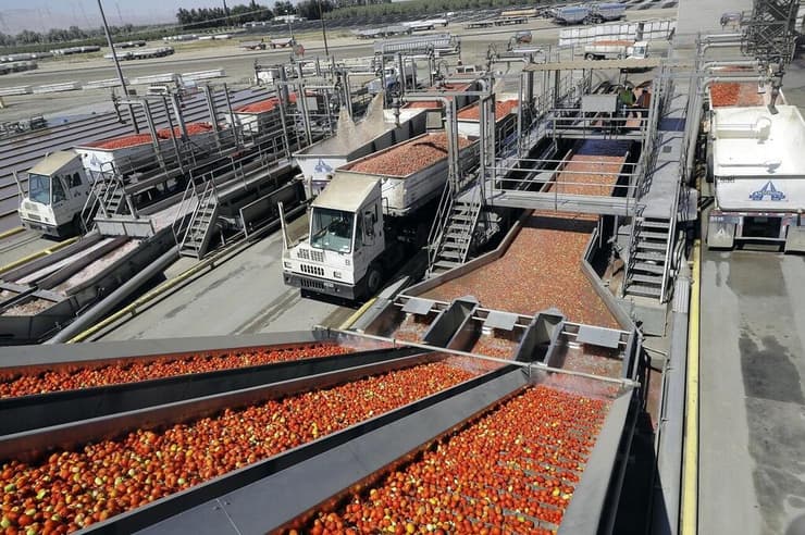 מפעל עגבניות
