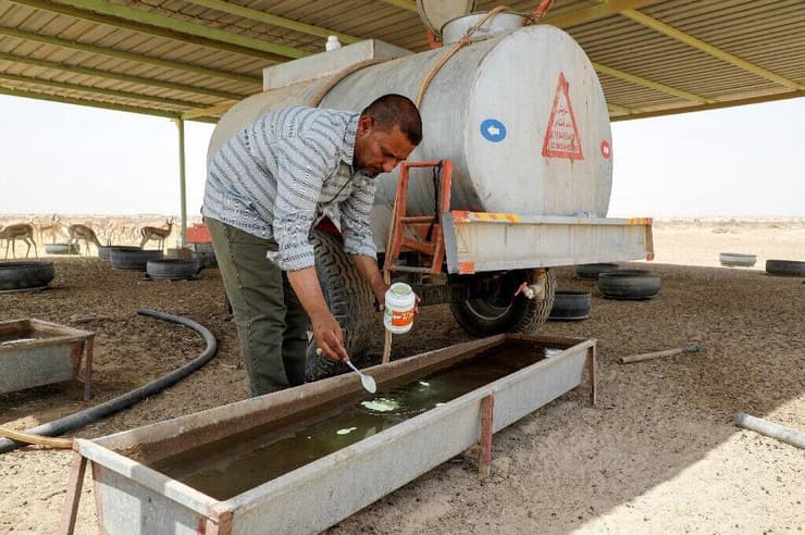 טורקי אל ג'יאשי, מנהל שמורת חיות הבר סאווה בעיראק, מוסיף תוספי תזונה לשוקת המים