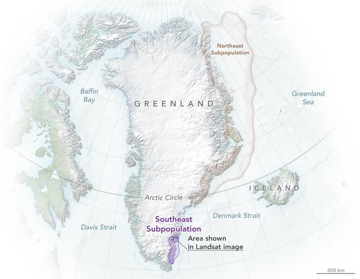 הדובים התגלו בדרום מזרח גרינלנד