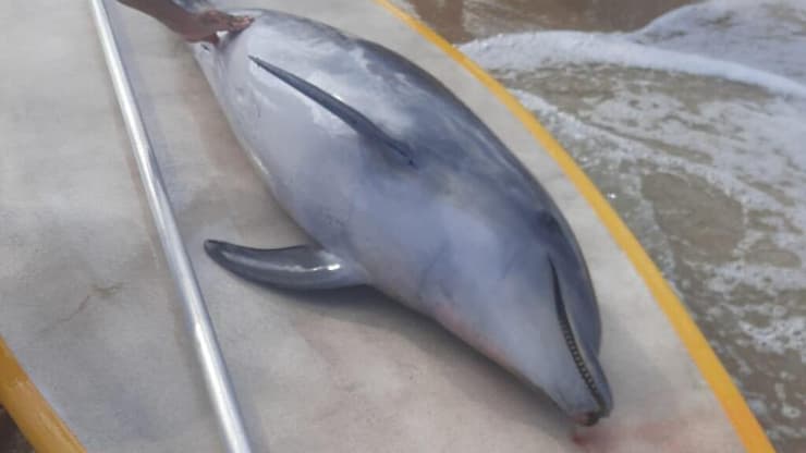 דולפין שנמצא מת בהרצליה 