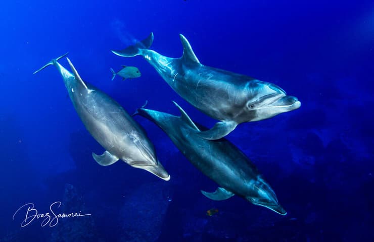 דולפינים איי סוקורו