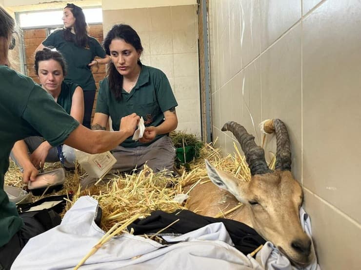 היעל מקבל טיפול בבית החולים לחיות בר בספארי