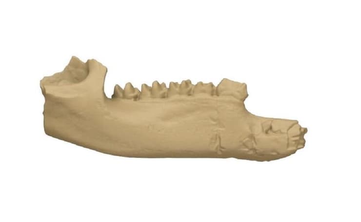 עיבוד תלת ממדי המציג את עצם הלסת של הקנגורו Nombe