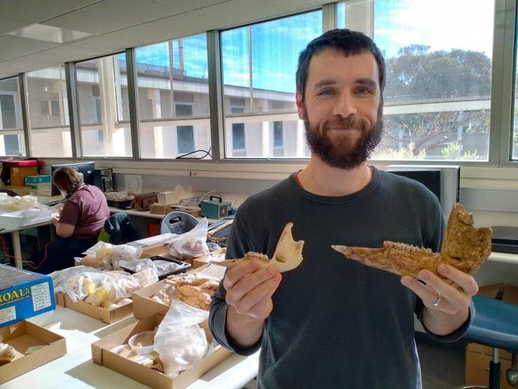 חוקר פליאונטולוגיה מאוניברסיטת פלינדרס, מציג עצם לסת קנגורו אוסטרלי ועצם לסת של הקנגורו Nombe