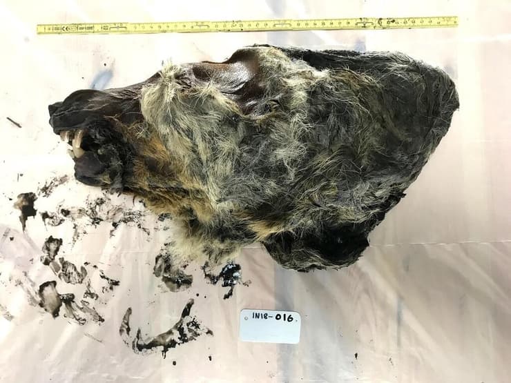 ראש זאב סיבירי שחי לפני 32 אלף שנים
