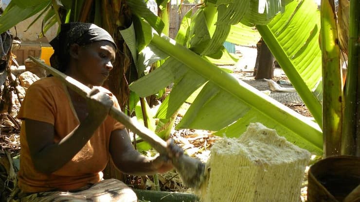 עיבוד גזע של עץ "בננה מזויפת" נעשה על ידי נשים בלבד