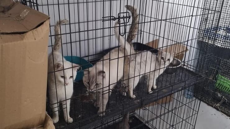 חתולים שאותרו בתנאים קשים בדירה בחיפה