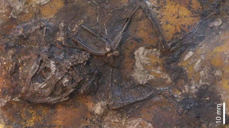 שרידי צפרדע מהאתר בגייזלטל