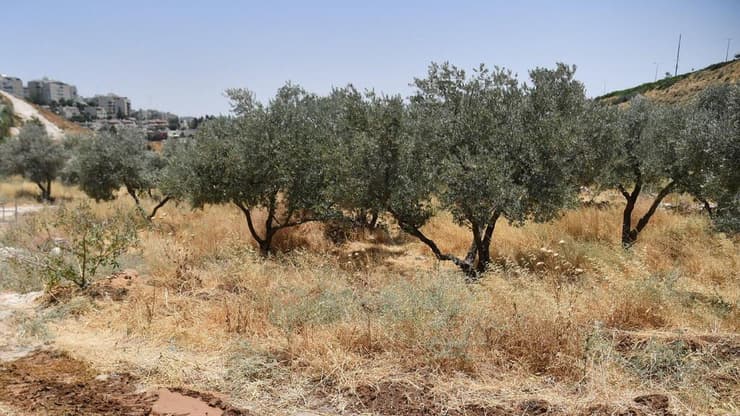 פסולת בינוי מאיימת על השמדת זנים מיוחדים של עצי זית